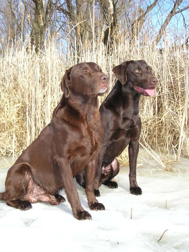 Majestic Kings. is listed (or ranked) 18 on the list The Cutest Chocolate Lab Pictures