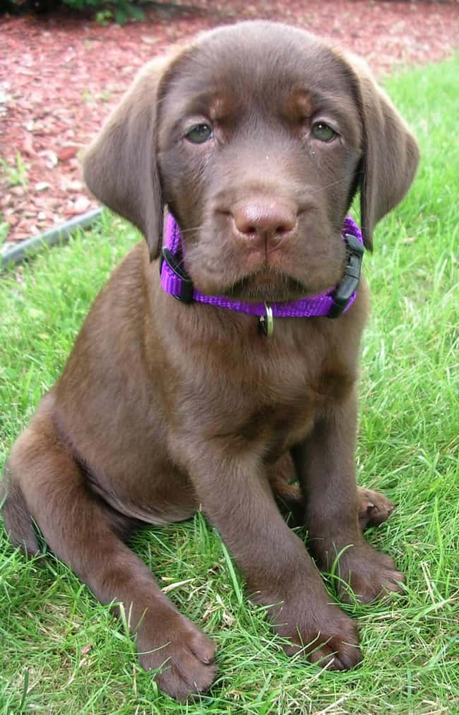 Sleepy Baby! is listed (or ranked) 9 on the list The Cutest Chocolate Lab Pictures