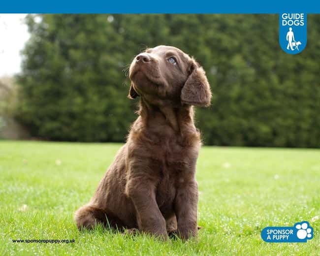 Time for Reflection! is listed (or ranked) 12 on the list The Cutest Chocolate Lab Pictures