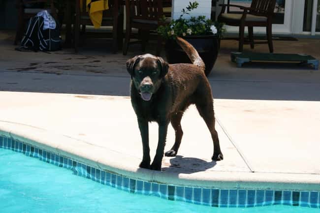 Perfect Day for a Swim! is listed (or ranked) 17 on the list The Cutest Chocolate Lab Pictures