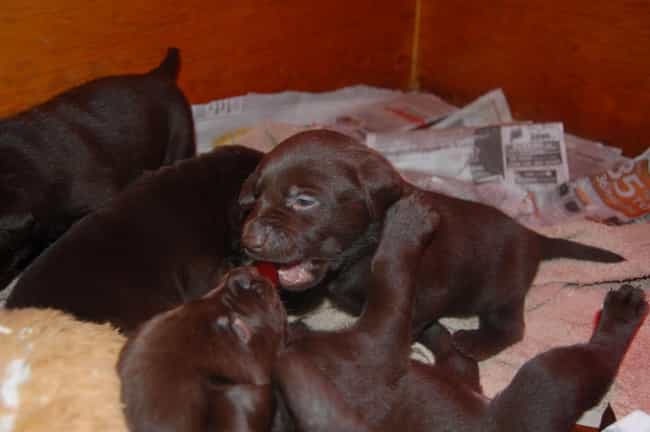 Sweet Little Babies! is listed (or ranked) 1 on the list The Cutest Chocolate Lab Pictures