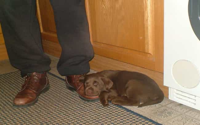 Don't Leave Me, Please! is listed (or ranked) 3 on the list The Cutest Chocolate Lab Pictures