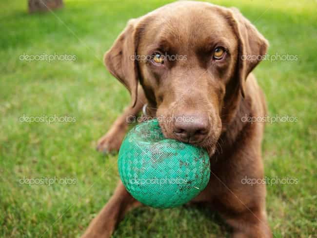 I'm Not Too Big to Play, I Pro... is listed (or ranked) 7 on the list The Cutest Chocolate Lab Pictures