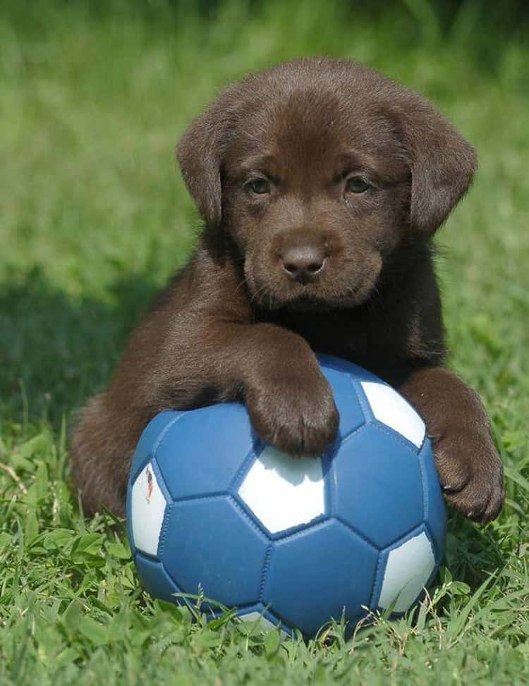cutest chocolate lab puppy