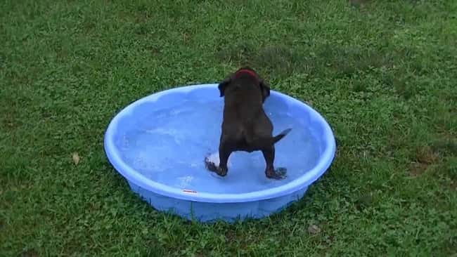 Aaahh, This Is the Life! is listed (or ranked) 16 on the list The Cutest Chocolate Lab Pictures