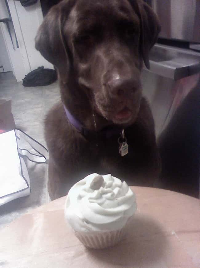 Yummy! is listed (or ranked) 10 on the list The Cutest Chocolate Lab Pictures