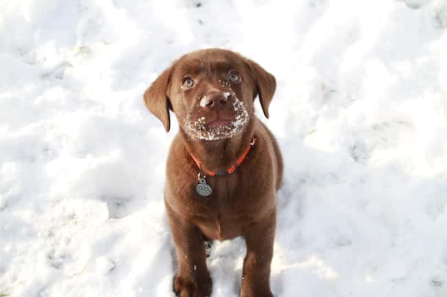 What Is This Stuff? is listed (or ranked) 15 on the list The Cutest Chocolate Lab Pictures