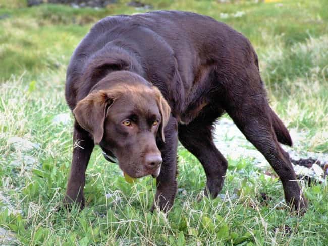 What is that? is listed (or ranked) 19 on the list The Cutest Chocolate Lab Pictures