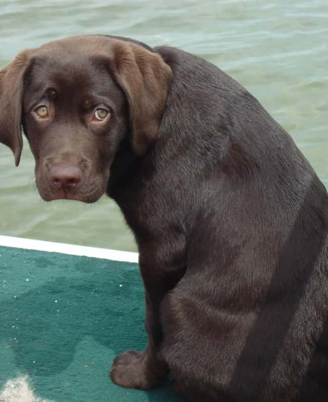 I Didn't Mean to Be Bad... is listed (or ranked) 13 on the list The Cutest Chocolate Lab Pictures