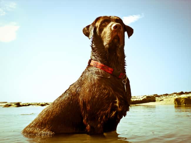 King of the Sea! is listed (or ranked) 14 on the list The Cutest Chocolate Lab Pictures