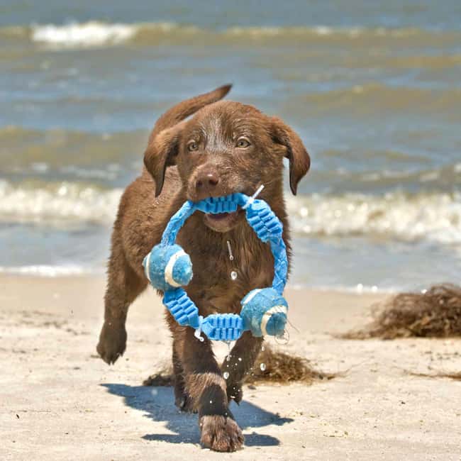 Look What I Found! is listed (or ranked) 11 on the list The Cutest Chocolate Lab Pictures