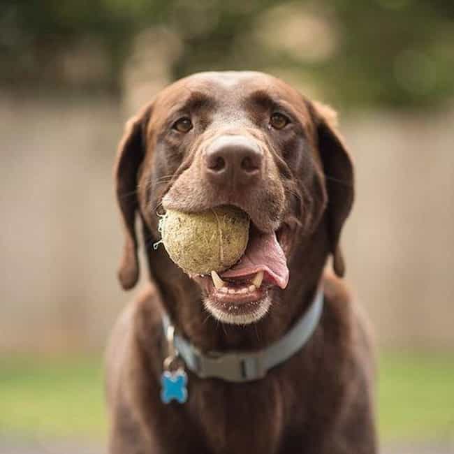 Cutest Chocolate Lab Pictures | Cute Chocolate Labrador ...
