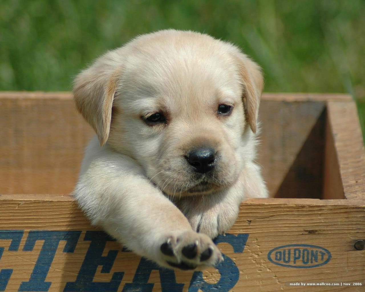 cute yellow lab