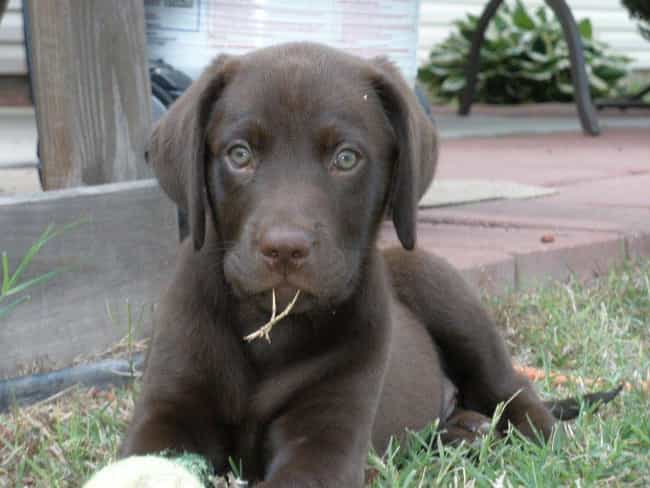 You've Got a Little Something,... is listed (or ranked) 8 on the list The Cutest Chocolate Lab Pictures