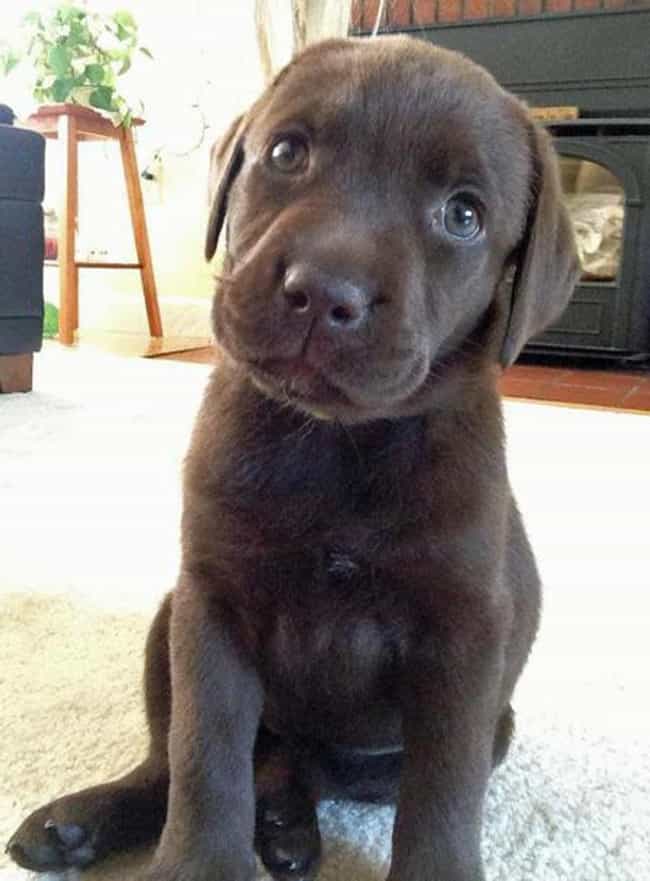 baby chocolate lab puppies