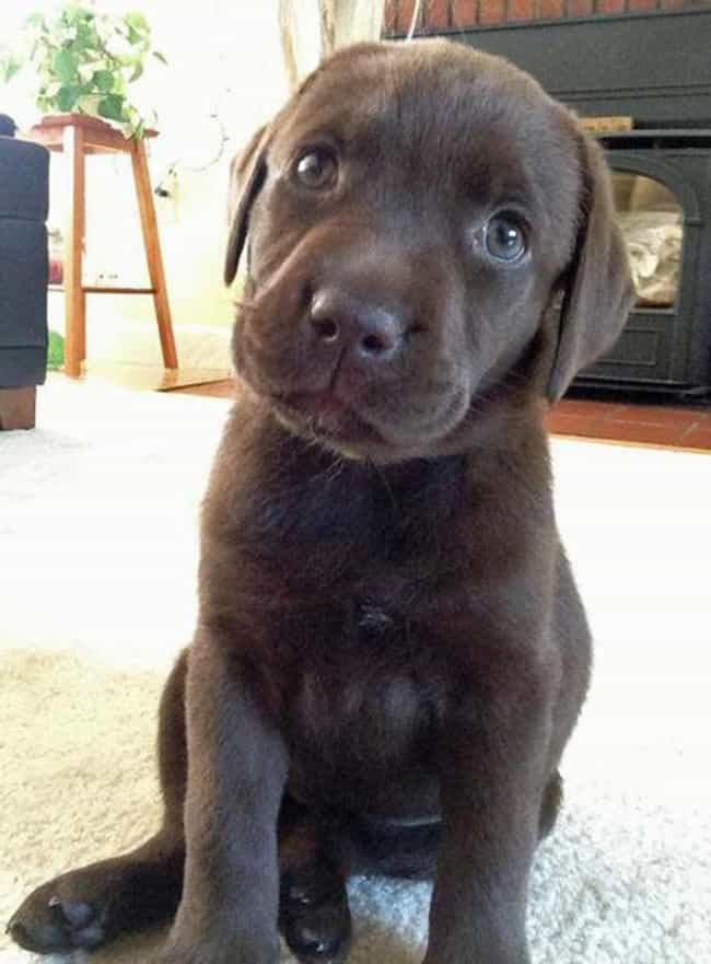Who, Me? is listed (or ranked) 5 on the list The Cutest Chocolate Lab Pictures