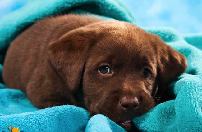 Chocolate lab puppy with blue outlet eyes