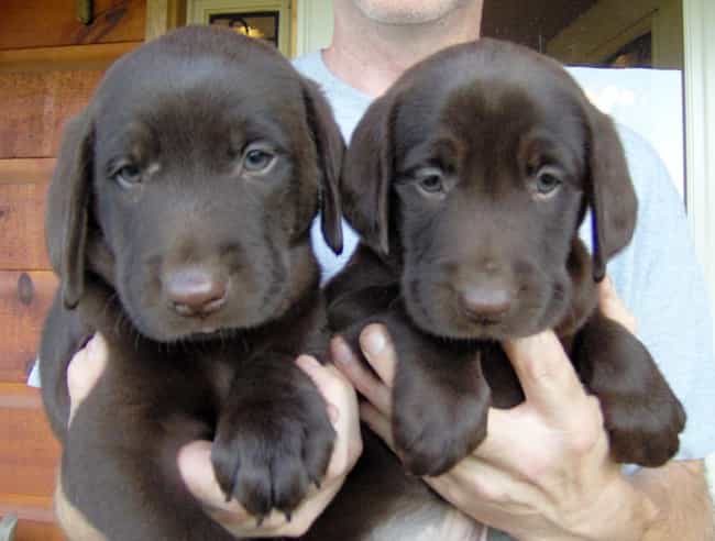 Twinsies! is listed (or ranked) 6 on the list The Cutest Chocolate Lab Pictures