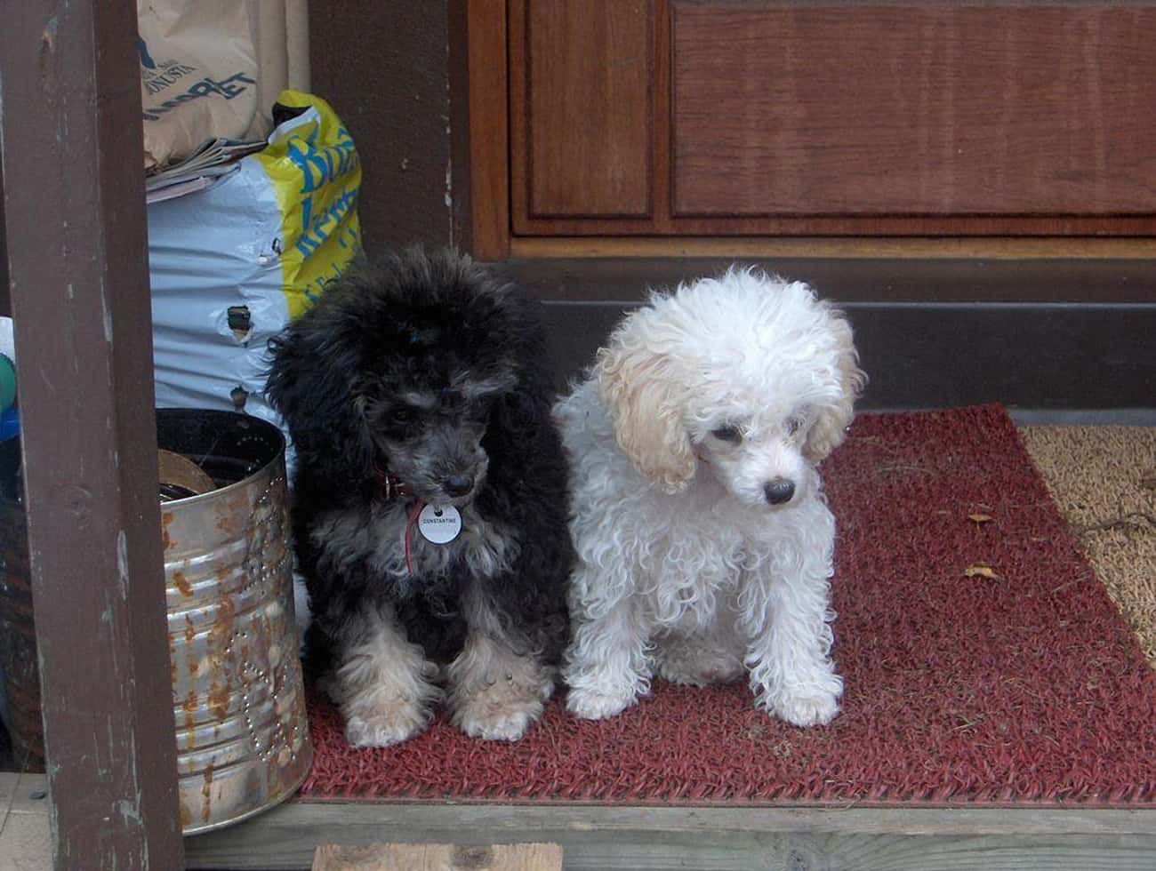 Black and White Poodles
