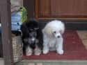 Black and White Poodles on Random Cutest Poodle Pictures