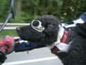 Motorcycle Poodle on Random Cutest Poodle Pictures