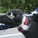 Motorcycle Poodle on Random Cutest Poodle Pictures
