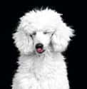 Bashful Poodle on Random Cutest Poodle Pictures