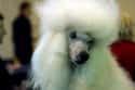 Furious Poodle on Random Cutest Poodle Pictures