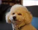 Suspicious Poodle on Random Cutest Poodle Pictures
