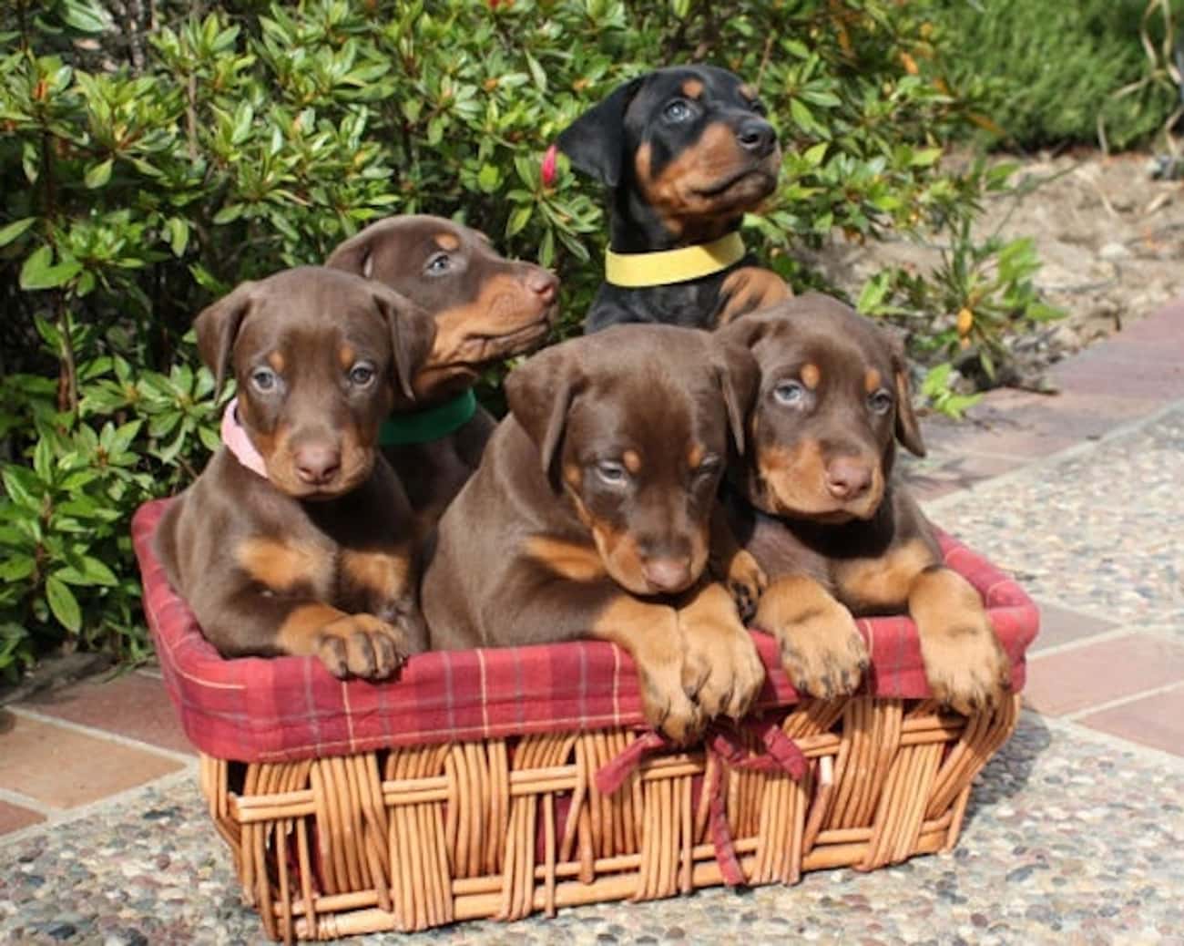 Basket of Dobermans