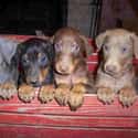 Wide Eyed Puppies on Random Cutest Doberman Pictures