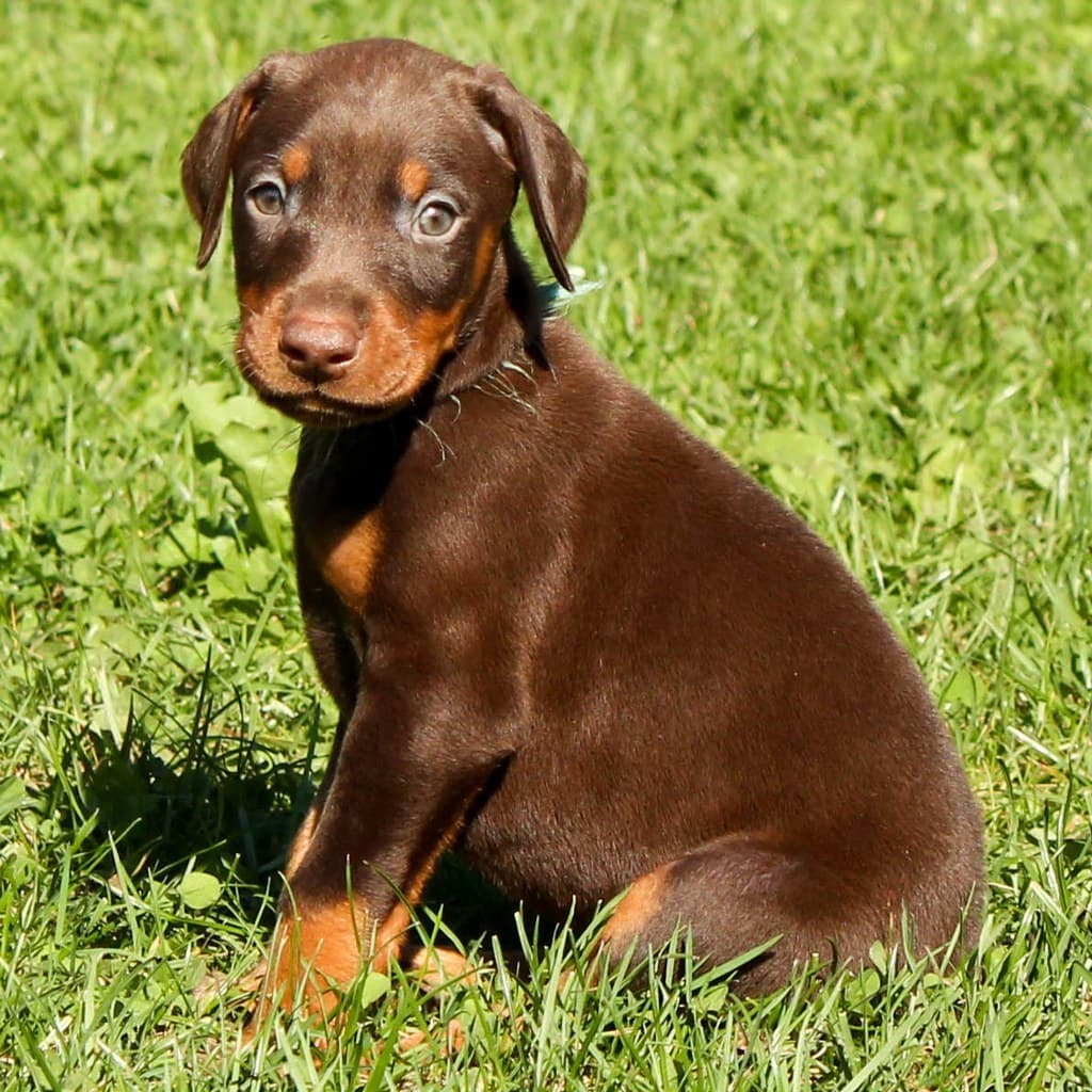 doberman dog puppies