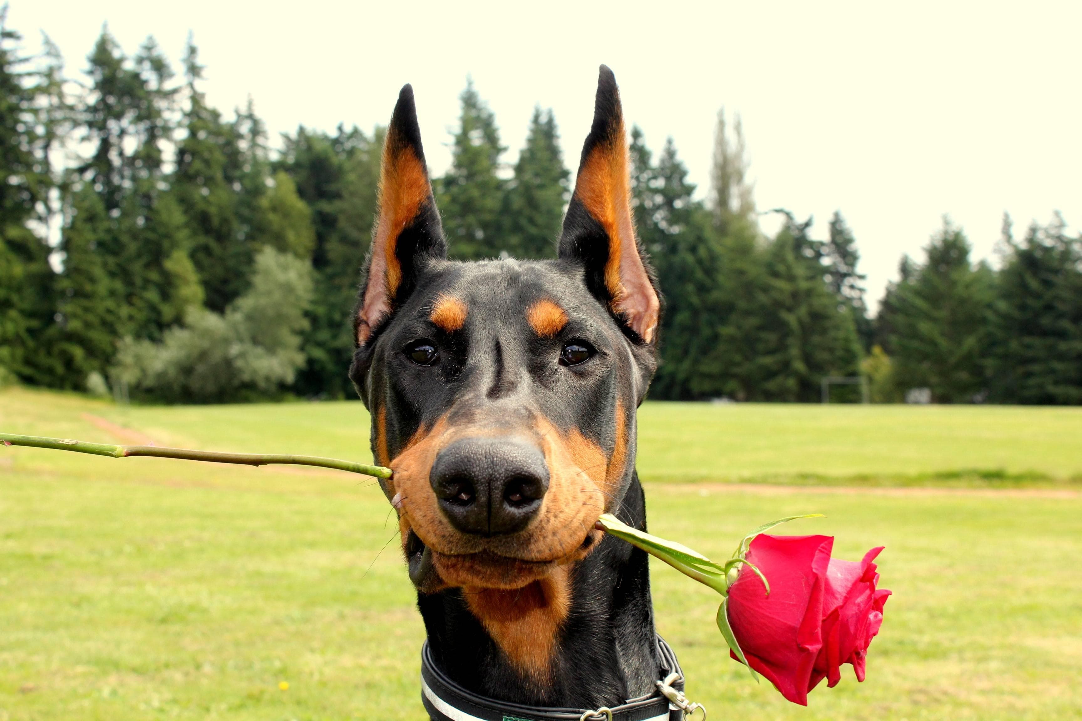 Random Cutest Doberman Pictures