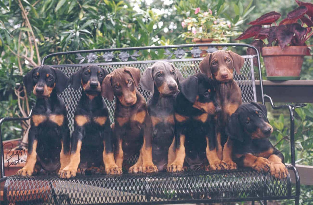 Doberman Pups On a Bench