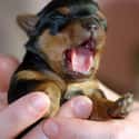 Yawning Doberman Pup on Random Cutest Doberman Pictures