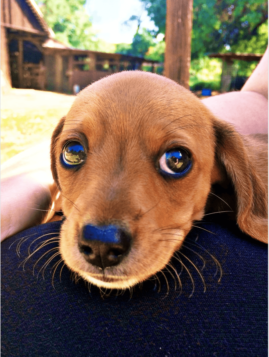 Cutest Dachshund Pictures List of Adorable Dachshund Photos