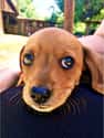 Big-Eyed Dachshund Pup on Random Cutest Dachshund Pictures