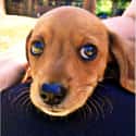Big-Eyed Dachshund Pup on Random Cutest Dachshund Pictures