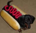 Hot Dog Dachshund on Random Cutest Dachshund Pictures