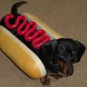 Hot Dog Dachshund on Random Cutest Dachshund Pictures