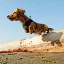 Leaping Dachshund on Random Cutest Dachshund Pictures