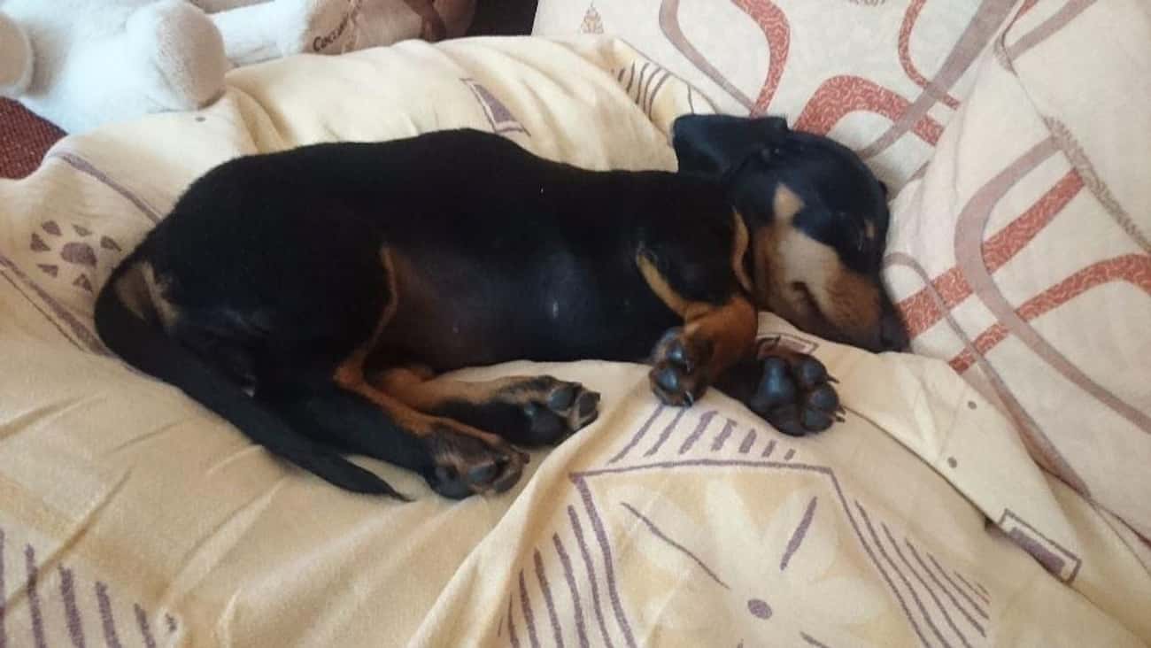 Sleeping Dachshund Pup