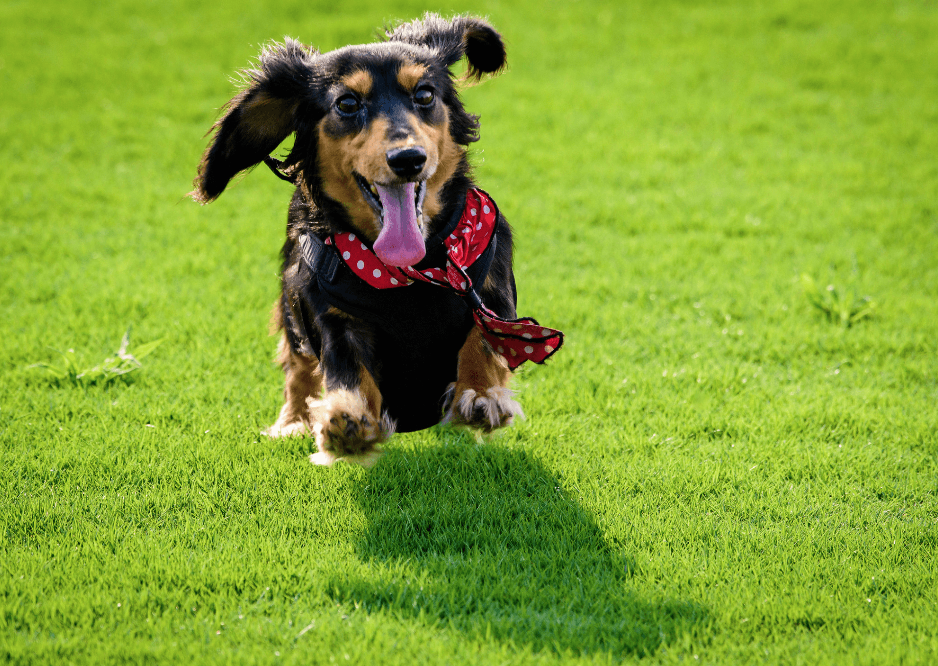 My dog can run and jump. Зеленая собака. Running Dog. A Dog Running on the grass. Long haired Dachshund.