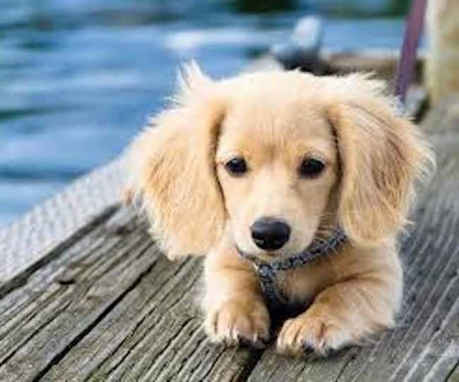 Weiner Dog Puppies Long Hair The Cutest Puppies