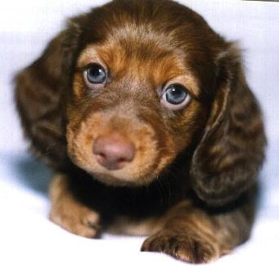 Cutest Long-Haired Dachshund Pictures | List of Adorable ...
