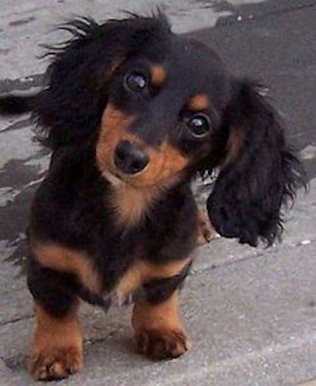 Cutest Long Haired Dachshund Pictures List Of Adorable Long Haired   Inquiring Pup Photo U1