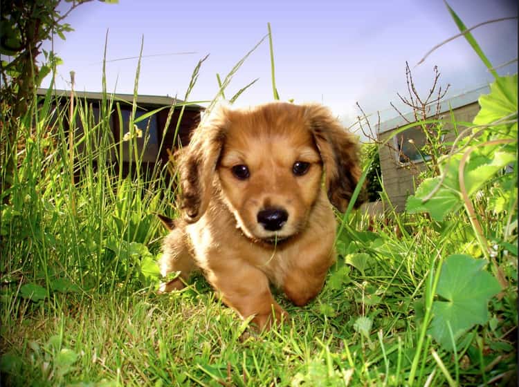 Cutest Long-Haired Dachshund Pictures | List of Adorable Long-Haired  Dachshunds