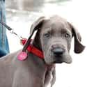 That Awkward Phase Great Dane on Random Cutest Great Dane Pictures