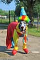 Clown Great Dane on Random Cutest Great Dane Pictures