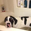Great Dane in the Bath Tub on Random Cutest Great Dane Pictures